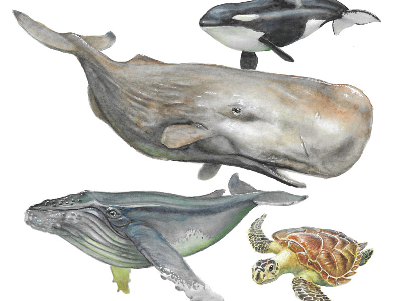 Mer Sea Creatures Meren eläviä | sea creatures – Kuvittaja Heikki Väyrynen