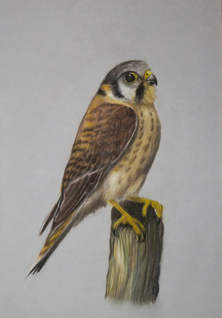Pastel drawing of an american kestrel