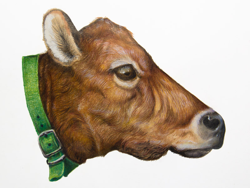 Drawing of a cow's head, sideview